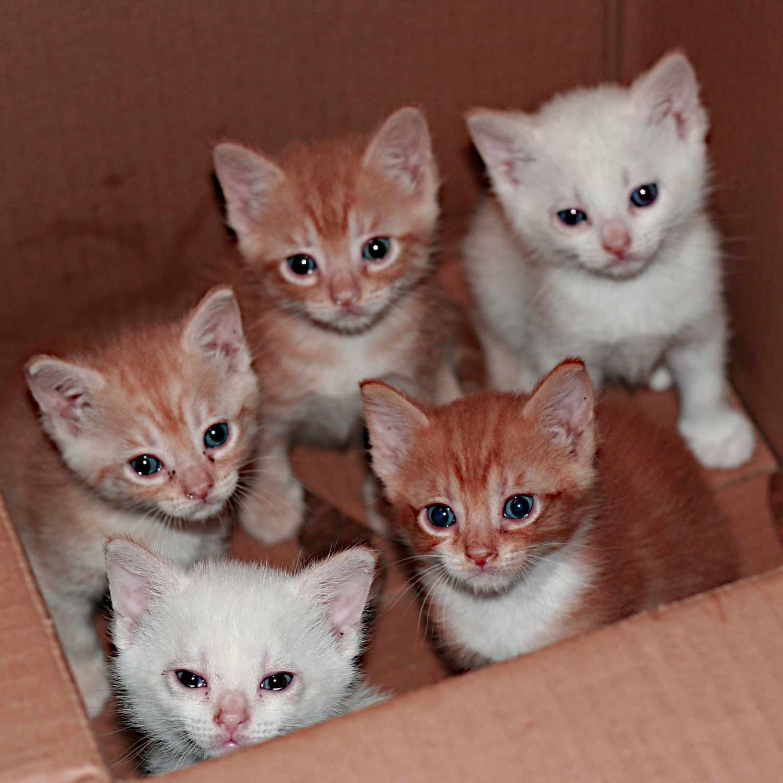 Kittens